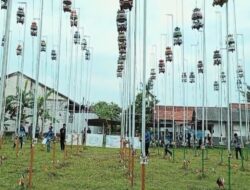 “Perkutut Berbagai Daerah di LPPC Cilacap: Penemuan Menjanjikan”
