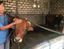Serangan PMK di Jombang Meluas, Kasus Aktif Tersebar di 18 Kecamatan
