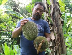 Es Krim Durian Lokal Wonosalam: Oleh-Oleh Khas Jombang Terbaik