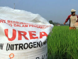 “Kuota Pupuk Subsidi Sumenep 70 Ribu Ton: Stok Aman & Sasaran Tepat”