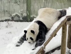 Panda Menggemaskan: Hiburan Musim Dingin di China