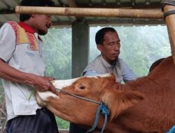 Efektivitas Vaksinasi Melandai Kasus PMK Kediri