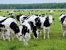 Pakar Inggris Ciptakan Vaksin ‘Kentut Sapi’ untuk Perangi Masalah Iklim