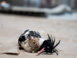 Penemuan Menjanjikan: Flu Burung Tewas Ratusan Bebek di Danau Michigan