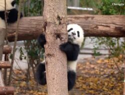 Bergaya Lucu: Bayi Panda Belajar Memanjat