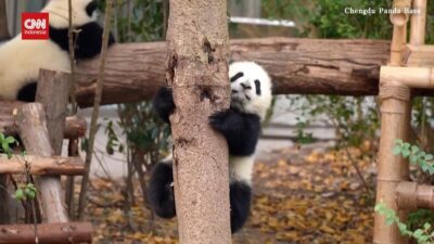 Bergaya Lucu: Bayi Panda Belajar Memanjat