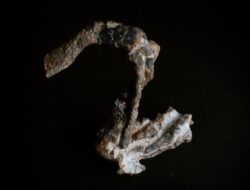 Penampakan Fosil Purba Moyang Reptil: Misteri Era Pra-Dinosaurus