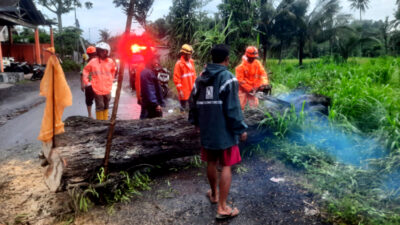 Angin Kencang Terjang Jember: Belasan Pohon Tumbang, Enam Rumah Rusak