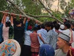 Tragis! Korban Tewas Tertimpa Pohon di Pemalang
