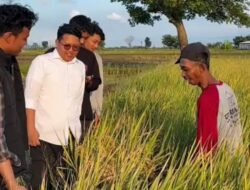 Pemuda Desa Gresik: Awasi Harga Jual Gabah Petani