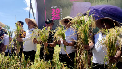 Strategi Bupati Fawait untuk Jember sebagai Lumbung Pangan Nasional