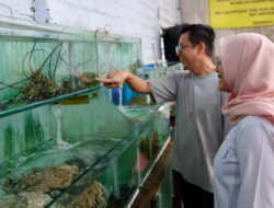 Sukses Ekspor Lobster dari Kampung Banyuwangi ke Taiwan & Tiongkok