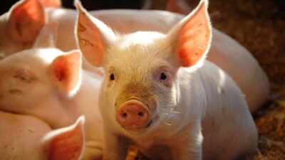 Terobosan Baru: Transplantasi Paru-paru Babi ke Manusia di China