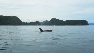 Panduan Pemerintah Selamatkan Laut Indonesia: Tujuan dan Implementasi
