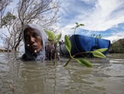 Perjuangan Wanita di Demak Menghadapi Perubahan Iklim