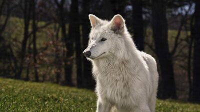 Penemuan Ilmuwan: Serigala Dire Wolf Kembali dari Kepunahan