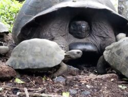 Ratusan Kura-kura Langka di Pulau Galapagos: Keajaiban Alam yang Mempesona