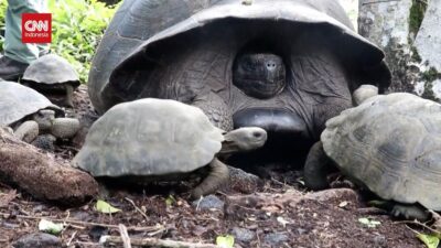 Ratusan Kura-kura Langka di Pulau Galapagos: Keajaiban Alam yang Mempesona