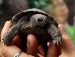 Momen Langka: Telur Kura-kura Galapagos Menetas