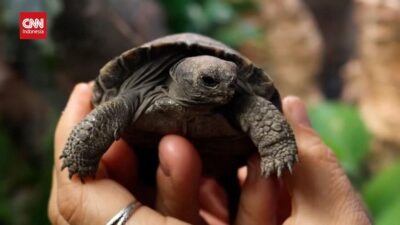 Momen Langka: Telur Kura-kura Galapagos Menetas