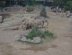 Perlindungan Gajah Dewasa Terhadap Anak Saat Gempa San Diego