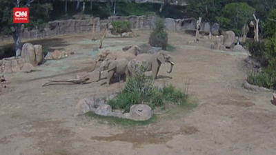 Perlindungan Gajah Dewasa Terhadap Anak Saat Gempa San Diego