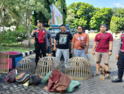 Polisi Gagal Tangkap Pelaku Sabung Ayam, Barang Bukti Disita