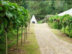 Konservasi Hutan dan Keberlanjutan Lingkungan di Arista Montana