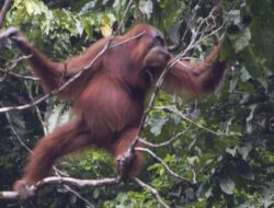 Makna Tersembunyi Suara Orang Utan: Studi Penemuan Terbaru