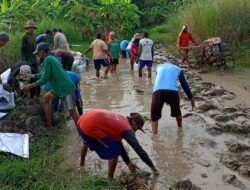 Ancaman Banjir di Bengawan Solo: Petani di Bungah Gresik Bangun Tanggul