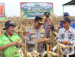 Panen Jagung di Tegal: Kerja Sama Polres dan Petani untuk Ketahanan Pangan