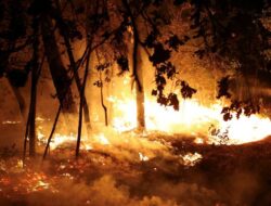 Peringatan Kebakaran Hutan Saat Kemarau: Sorotan BMKG di Riau