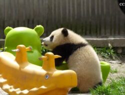 Kegemasan Dua Bayi Panda China Bermain: Saksi Ajaib Alam