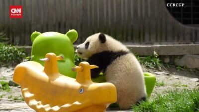 Kegemasan Dua Bayi Panda China Bermain: Saksi Ajaib Alam