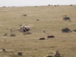 Petualangan Giring Badak dengan Helikopter di Kenya