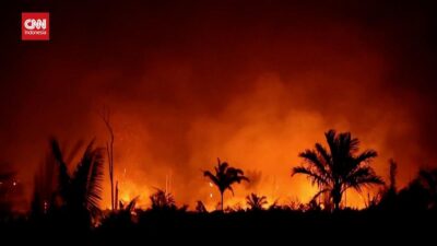 Deforestasi Global Mencapai Rekor Terburuk 2024