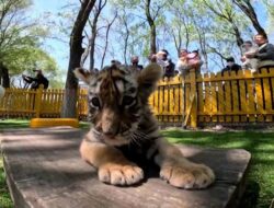Gemasnya Anak-anak Harimau Siberia: Pesona yang Mempesona di China