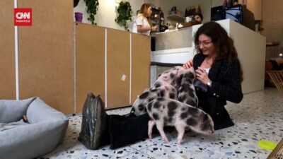 Kafe Anak Babi di Ukraina: Destinasi Unik untuk Melupakan Perang