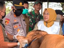 Pemkab Lamongan Memastikan Kesehatan Hewan Kurban Iduladha 2025