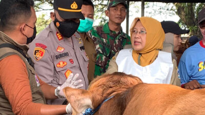 Pemkab Lamongan Memastikan Kesehatan Hewan Kurban Iduladha 2025