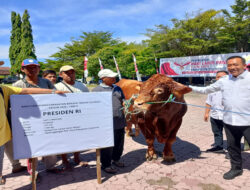 Prabowo kurbankan sapi 1,16 ton di Situbondo: Inisiatif untuk warga terpencil