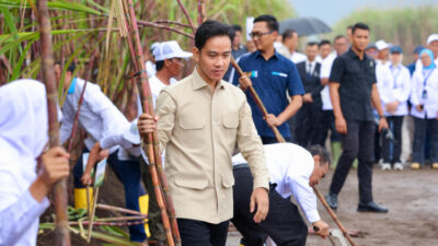 Swasembada Gula: Tinjau Panen Tebu di Banyuwangi oleh Wapres Gibran