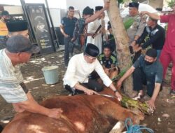Polres Gowa Salurkan 66 Ekor Sapi Kurban untuk Menaikkan Kedekatan dengan Warga