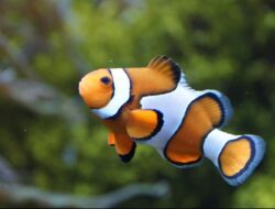 Penelitian: Ukuran Ikan Badut Nemo Menyusut karena Faktor Ini