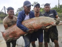Penampakan Ikan Arapaima: Raksasa Air Tawar Terkuak