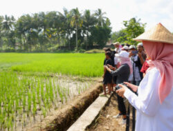 Dukung Swasembada Pangan: Produksi Beras Banyuwangi Surplus 159K Ton