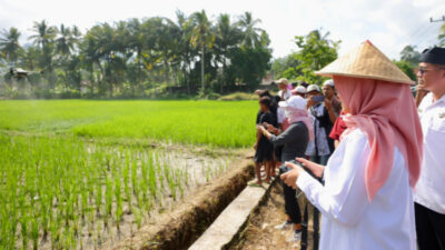 Dukung Swasembada Pangan: Produksi Beras Banyuwangi Surplus 159K Ton