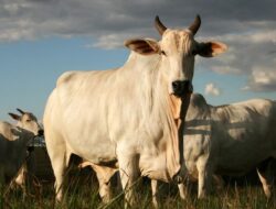 Sapi Terbesar di Dunia: Panjang Badan 2 Meter di Negara Ini