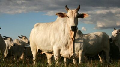 Sapi Terbesar di Dunia: Panjang Badan 2 Meter di Negara Ini