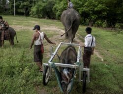 Kisah Pilu Gajah Berkursi Roda di Myanmar: Pengalaman Menyentuh